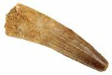 Spinosaurus Tooth - Real Dinosaur Tooth #192113-1
